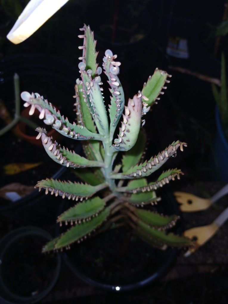 mother of thousands, alligator plant, or Mexican Hat
