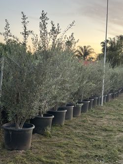 Olive Trees 25 Gallons