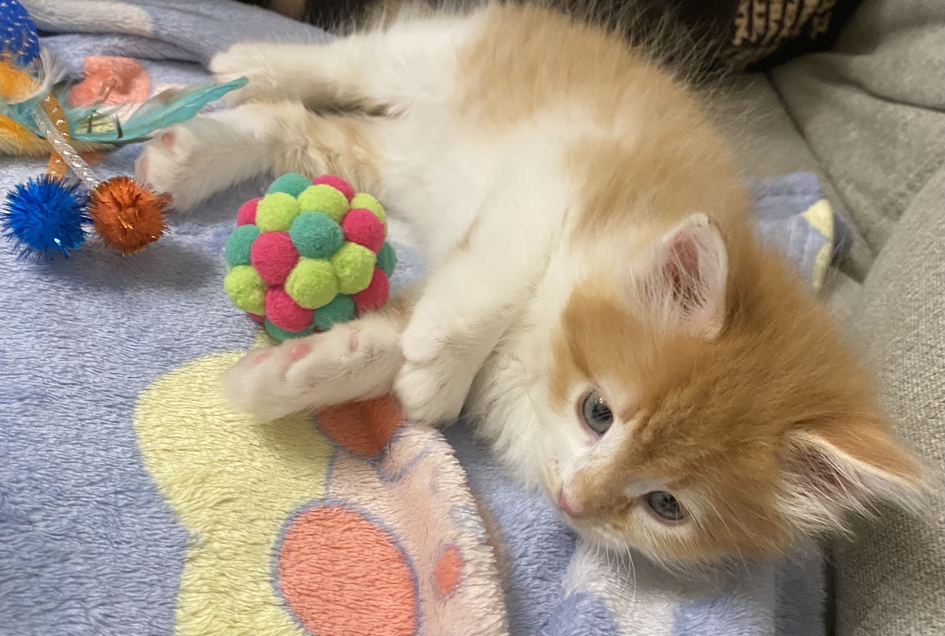 Kitten Adoption