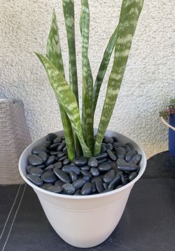 Snake Plant..