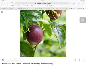 Fredrick Passion fruit plant-Delicious