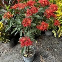 Ixora Trees - 3 Gallon
