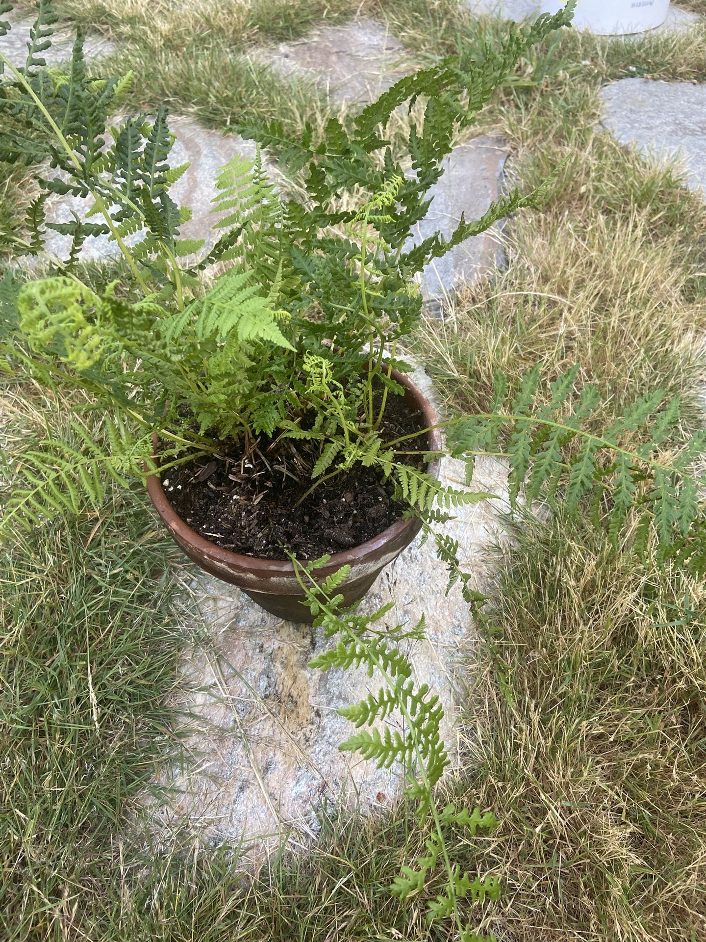 Lady Fern In 8" Clay Terra Cotta Pot With Drainage