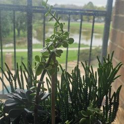Succulents