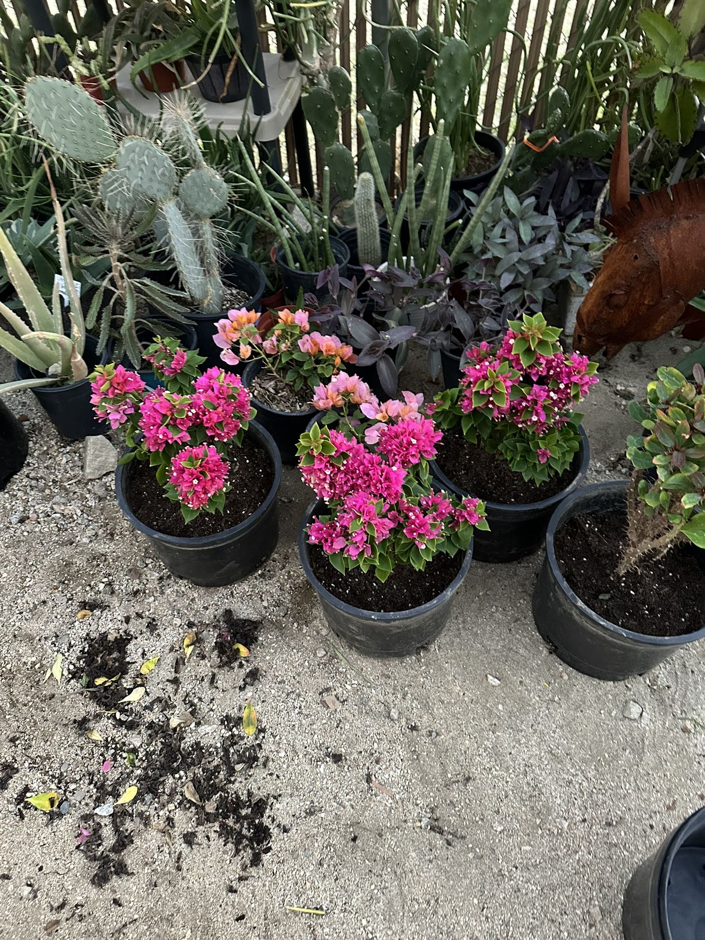 Bugambilia Plant 🪴