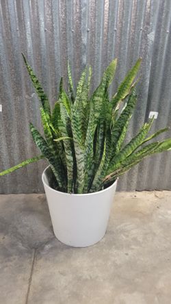 Tall Snake Plant with White Pot