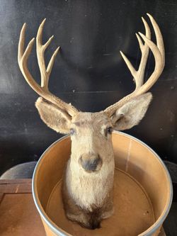 Deer Taxidermy shoulder mount