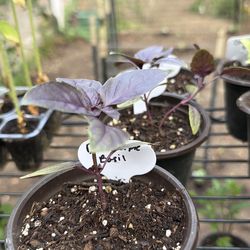 Dark Purple Basil plants