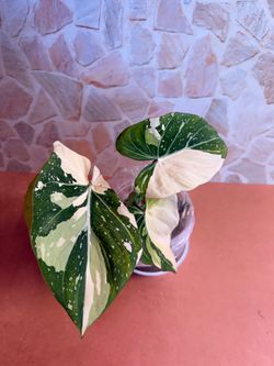 Philodendron Glorosium Variegated Plant - 5inch