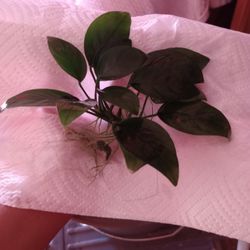 Anubias Barteri Var. Nana