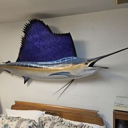 Taxidermy Sail Fish