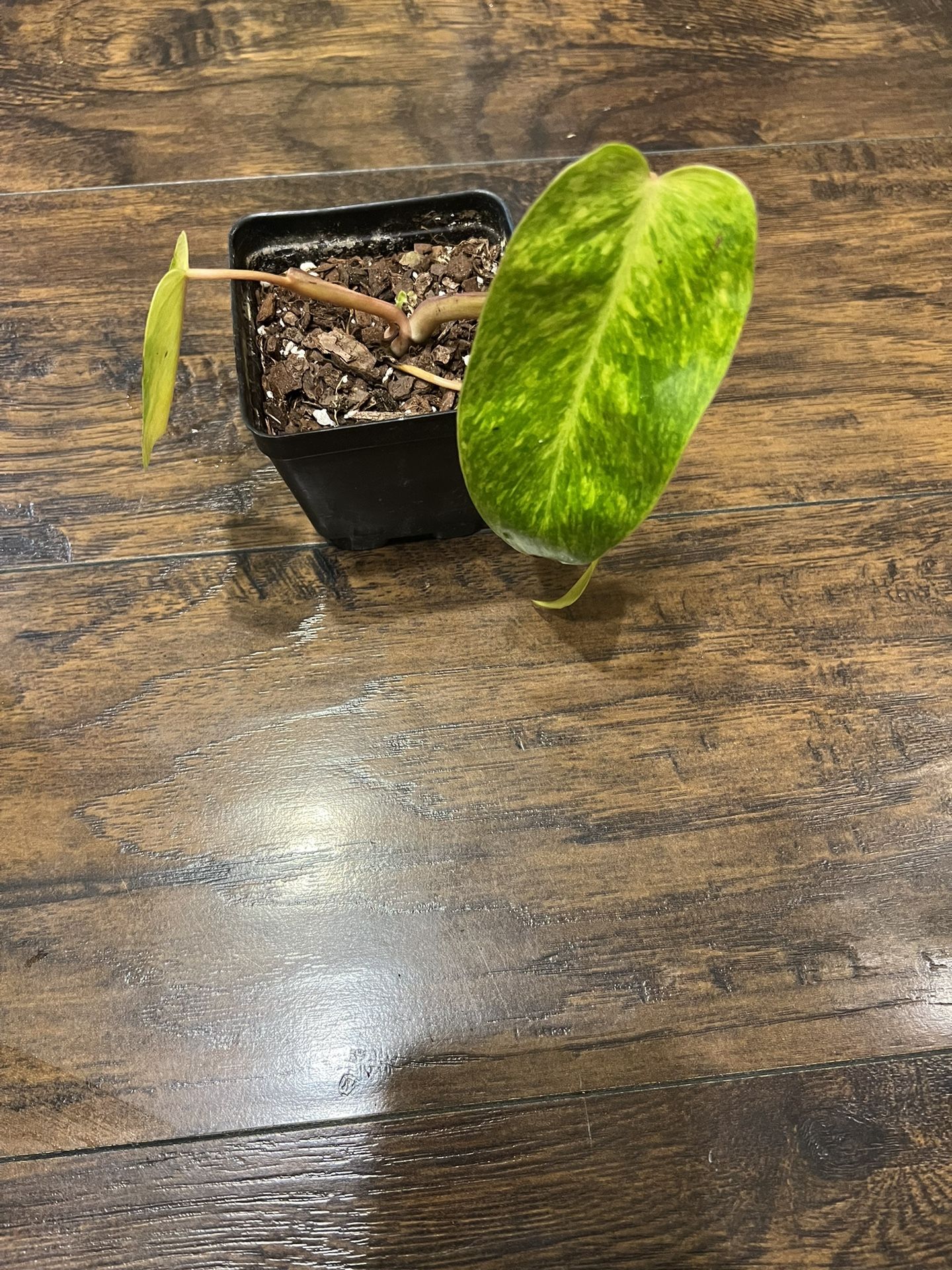 Philodendron Painted Lady Plant