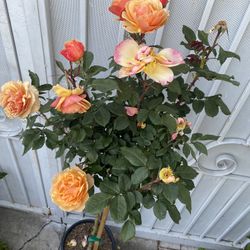 Rosal De Árbol Con Estaca , Está Con Flores. En Maceta De 5 Galones 