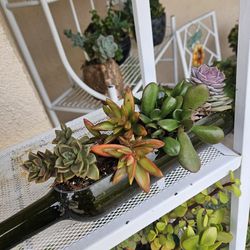 Wine Bottle Planter With Succulents 
