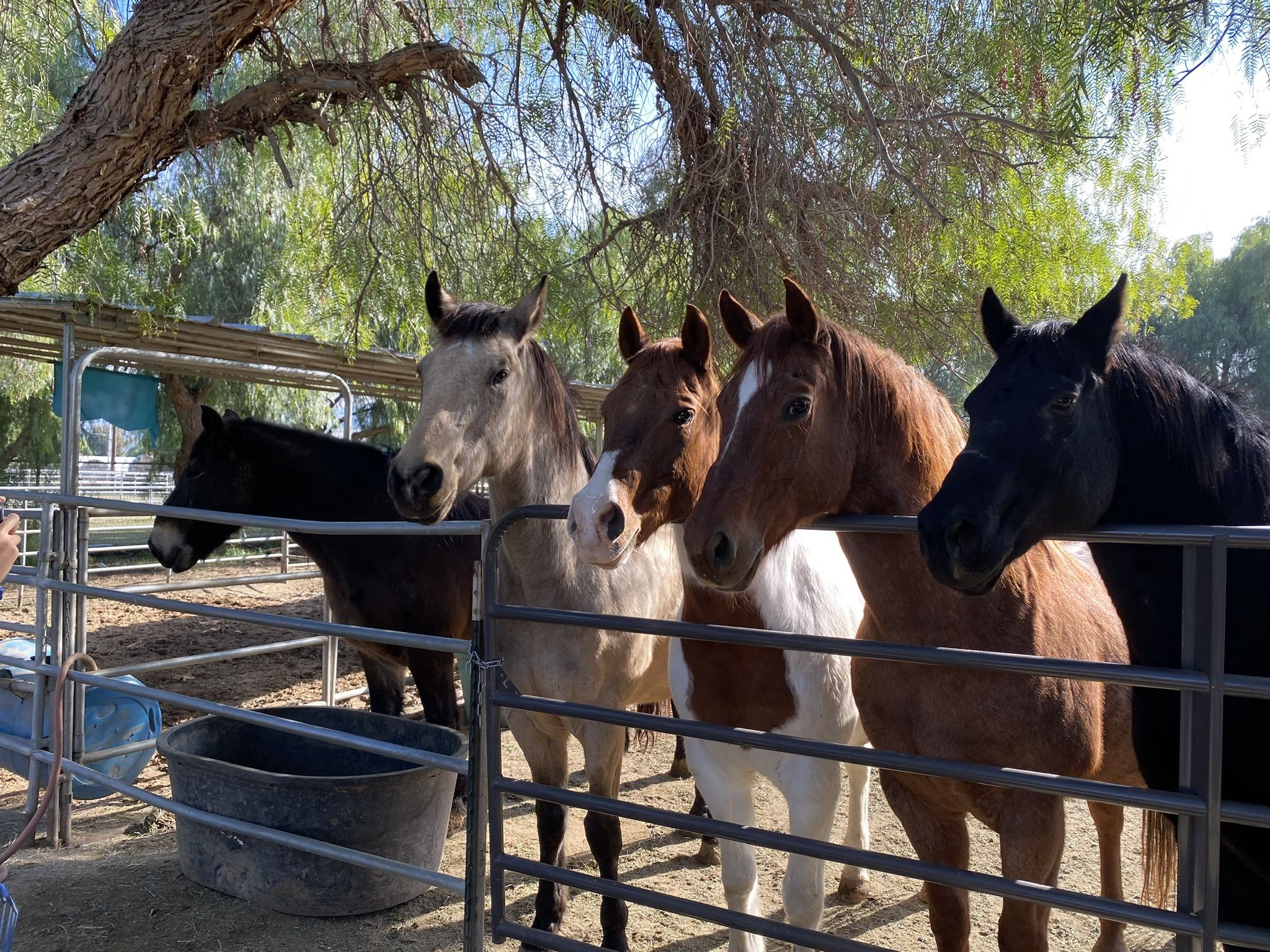 Horse Boarding