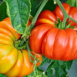 Heirloom Tomato Seedling Plant 2 Plants Enjoy Great Fruits At No Cost Grow Your Own