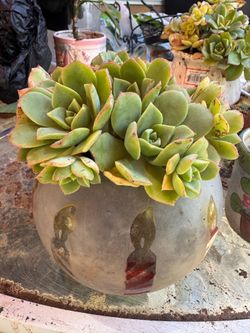 succulent