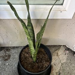 Indoor Plants 