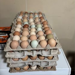 Fresh organic eggs