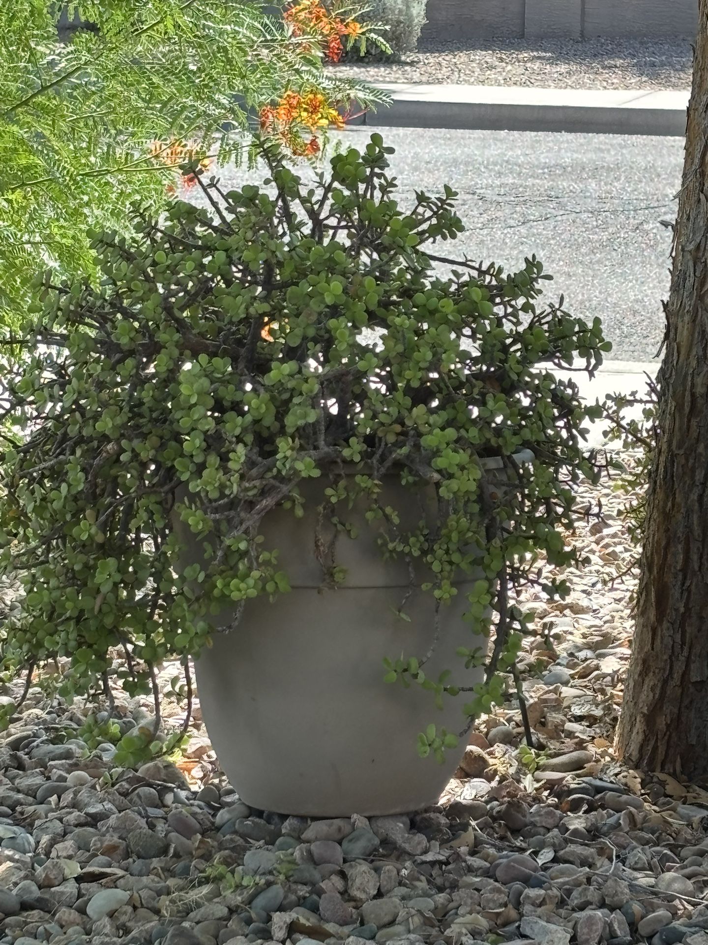 Large Elephant Ear Plant In 10” Pot