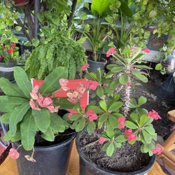 Plantas