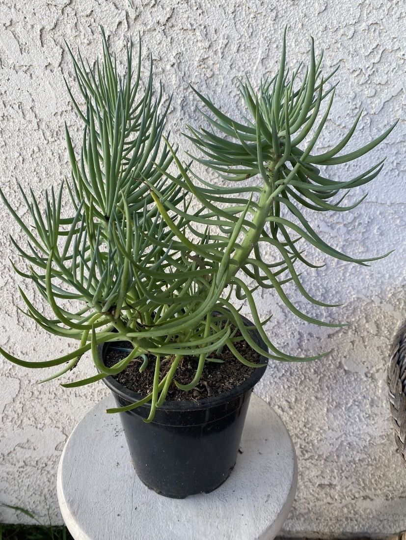 1.5 Gallon Pot Succulent Plant - Narrow Leaf Chalksticks - Senecio Vitalis - Rooted & Established - Drought Resistant 🪴