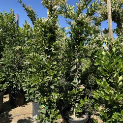 Ligustrum japonicum, Waxleaf Privet Hedges plant, 15gal 
