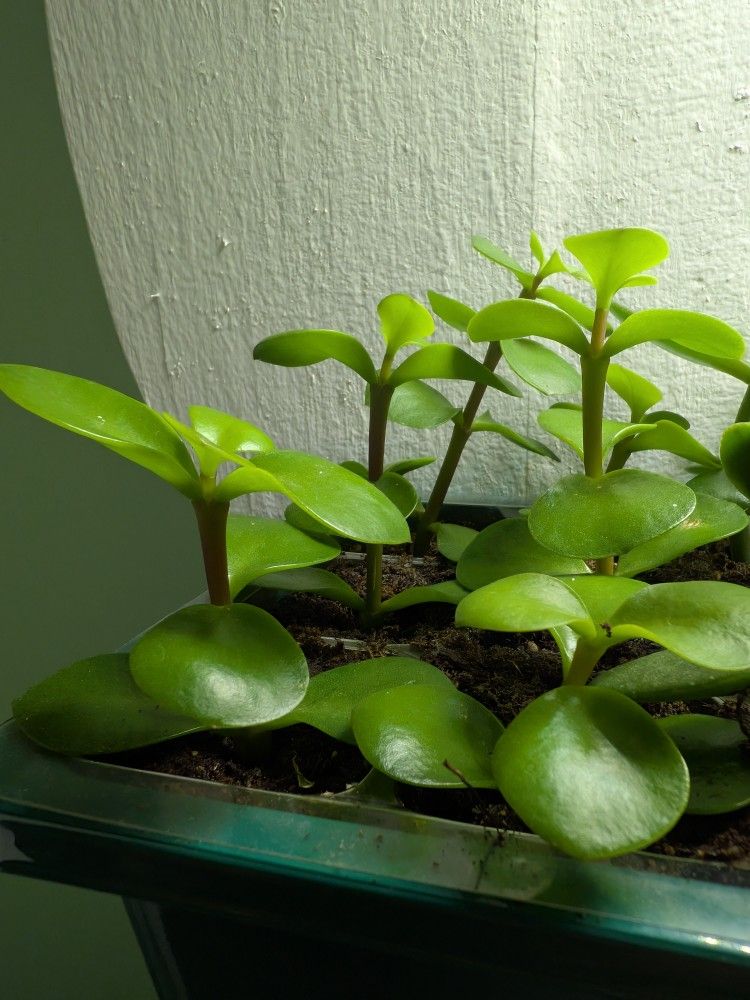 Elephant Tree Rooted Cuttings