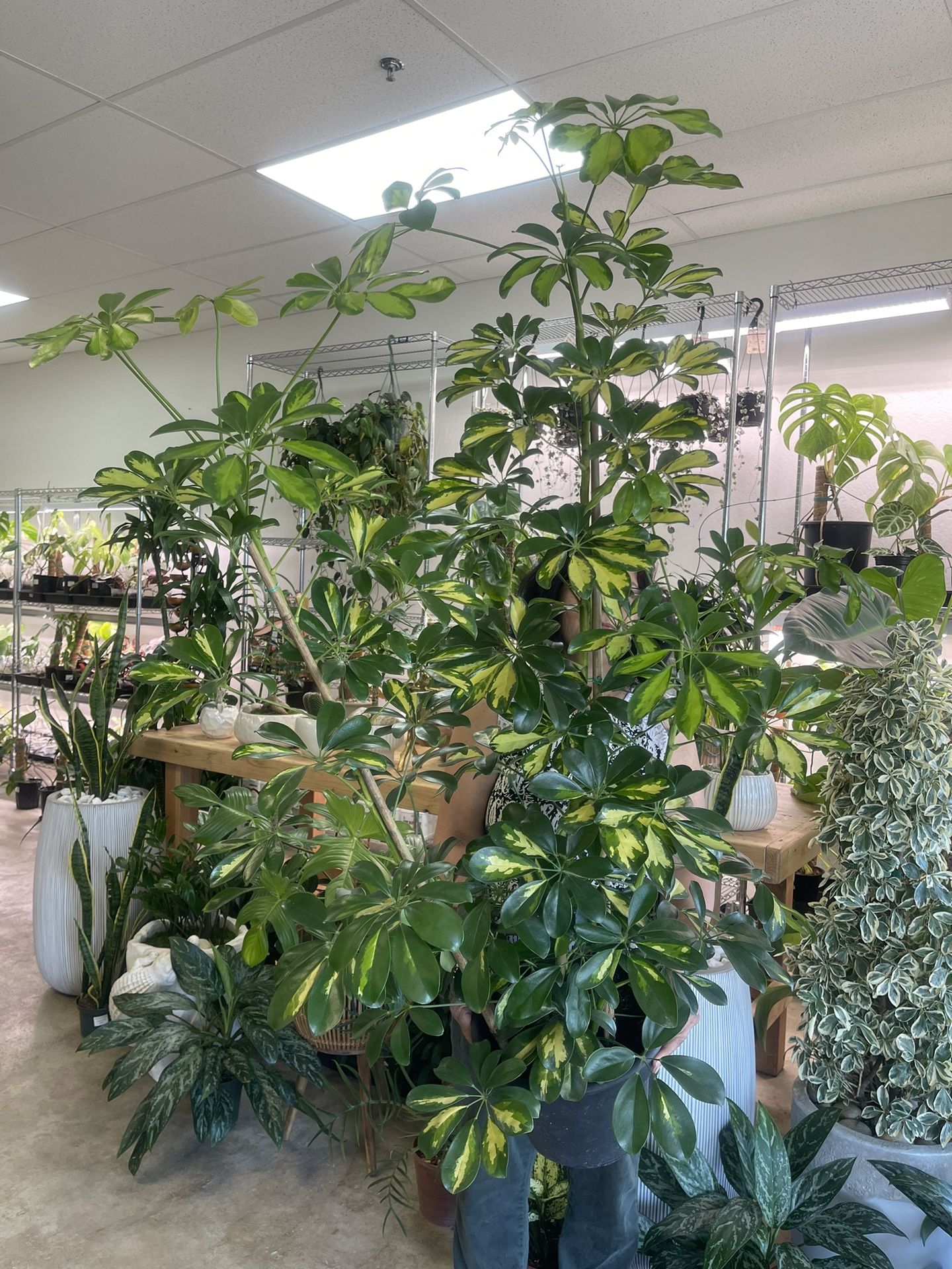 Umbrella Tree Variegated