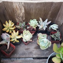 Succulants 