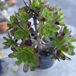  Beautiful Large Succulent Plants Ready For You