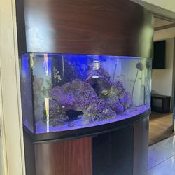 100 Gal Oceanic Bow Front Saltwater Reef Tank- Complete Setup W/ Stand , Canopy, Live Rock, Lights, And More.