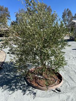 Olive tree 36” box