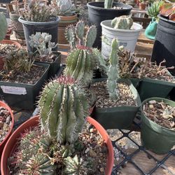Euphorbia & Cactus & Aloe & Trees & Agave