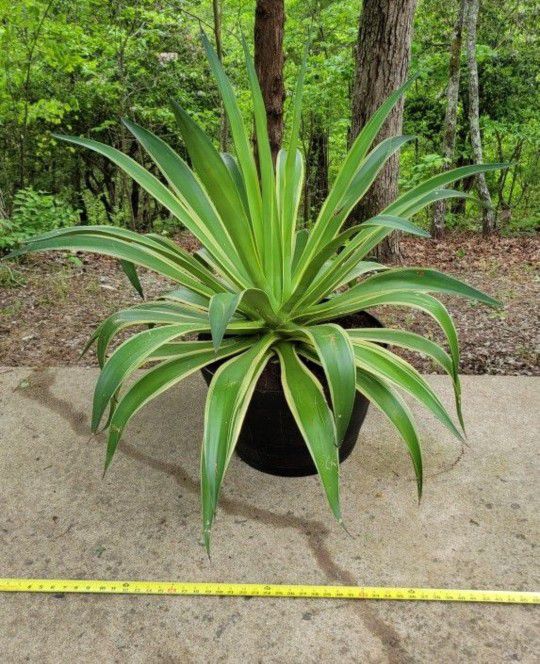 Large Agave Plant (in new Plastic Half Barrel Flower Pot)