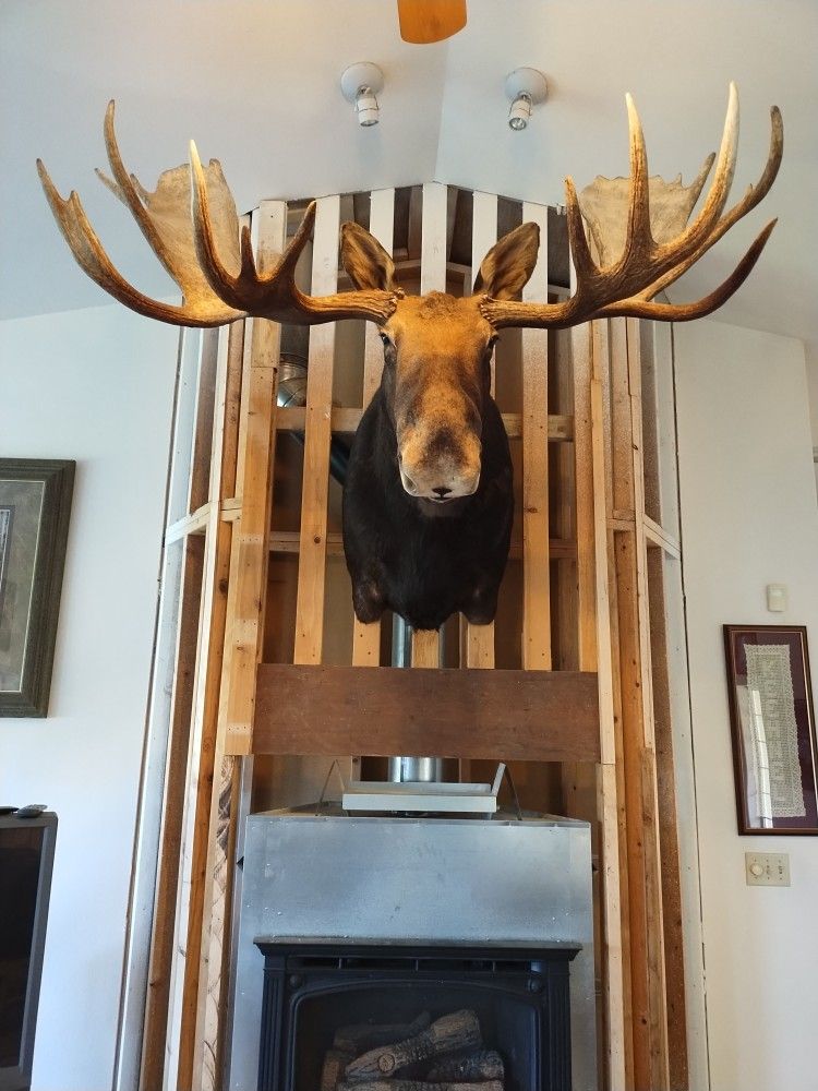 Moose Large Taxidermy Shoulder Mount 