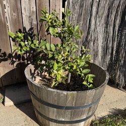 Grafted Lemon Tree with Barrel Pot