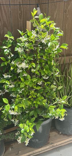 Jasmine’s