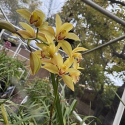 Cymbidium Orchids 