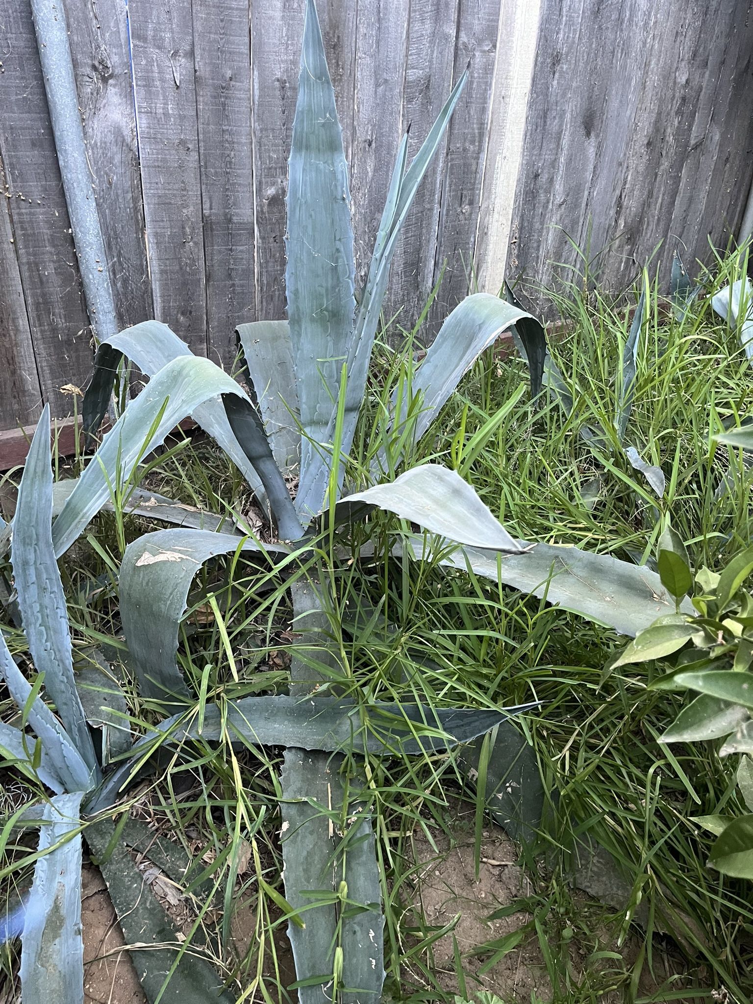 Pencas de maguey