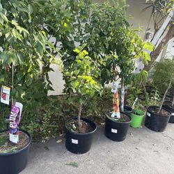 Lots Of New Beautiful Plants For Sale!!🌷🪴🌱🌿🌴🍋🥑