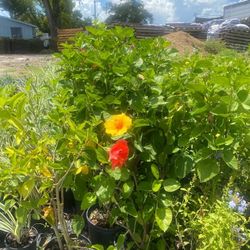 Hibiscus 