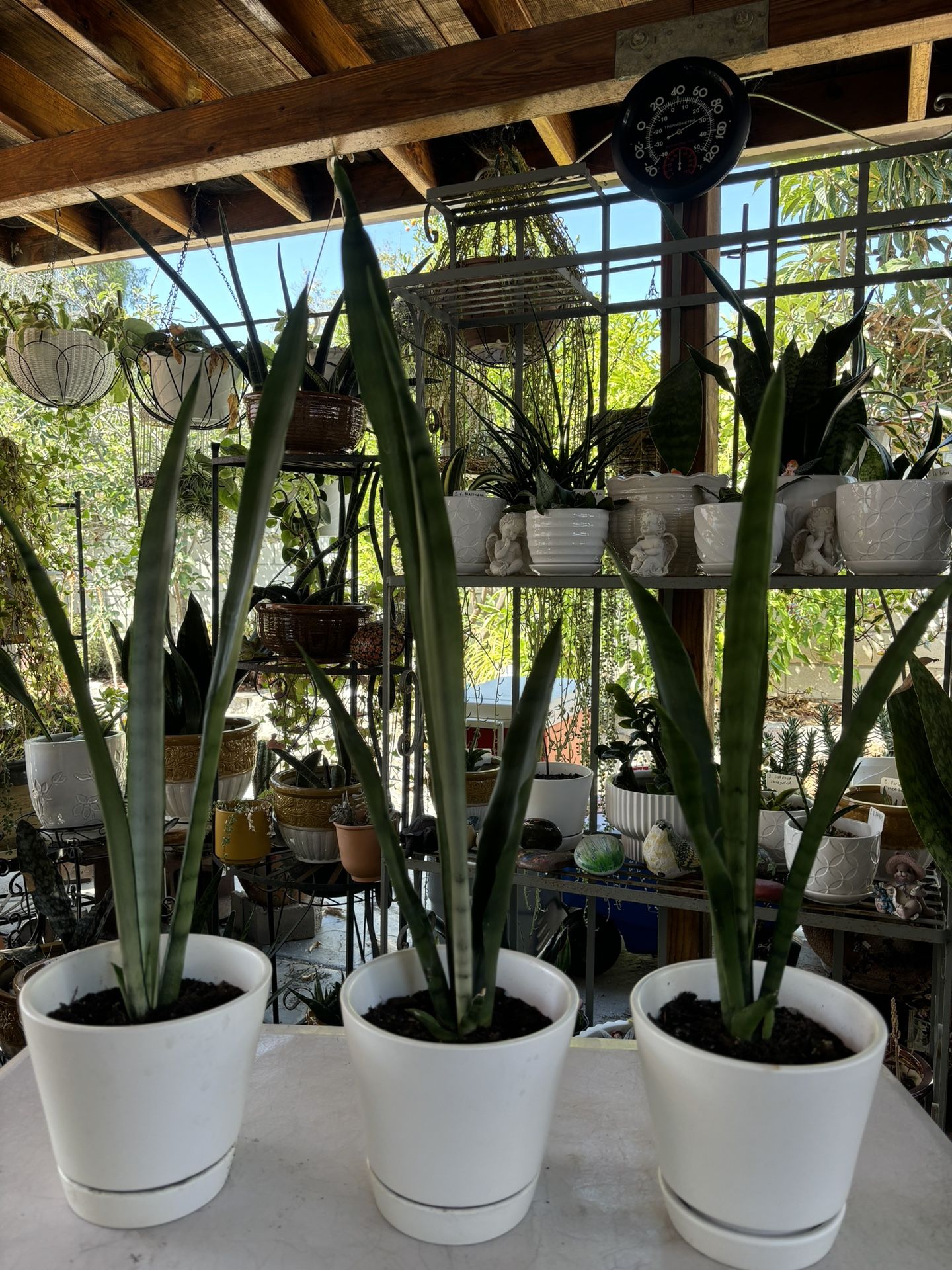 Sansevieria Silver Queen