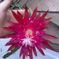Epiphyllum Orchid Cactus Blooming Plant, Selling Whole Plant Like On The Post Is In 1 Gallon Pot Pick Up Only