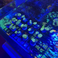 Gold Hammer Corals