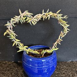 Heart Shaped Plant Trellis Support In Blue Pot