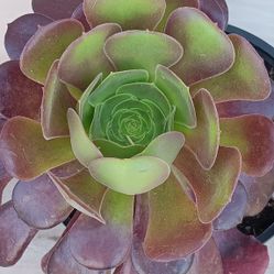 Aeonium 'Voodoo' - Giant Red Aeonium succulent plant 🪴