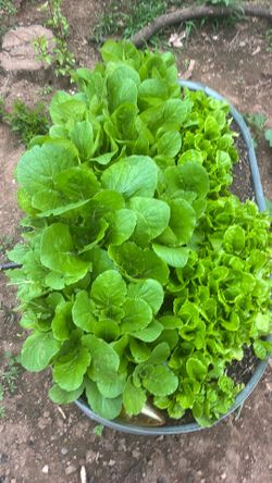 Vegetable plants