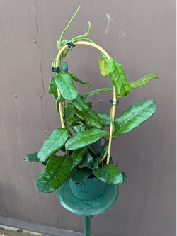 6” xl Hoya Globulosa