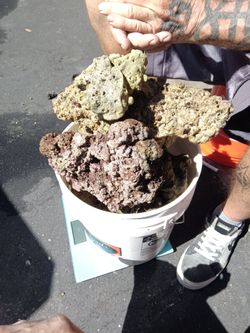 Live rock from fiji